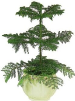 Araucaria Heterophylla i� mekan saks�  Ankara hacettepe �i�ek ma�azas� , �i�ek�i adresleri 