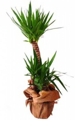 2 li yucca saks� �i�e�i  Ankara hacettepe �i�ek ma�azas� , �i�ek�i adresleri 