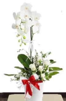 Tek dall beyaz orkide 5 beyaz gl  Ankara lalegl iek siparii sitesi 