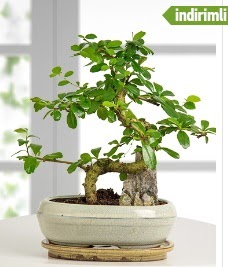 S eklinde ithal gerek bonsai japon aac  Ankara karacakaya internetten iek sat 