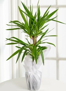 2 li yucca saks� i� mekan bitkisi  Ankara gimat �i�ek sat��� 