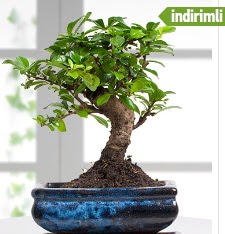 Bonsai japon a�ac�  Ankara gimat �i�ek sat��� 