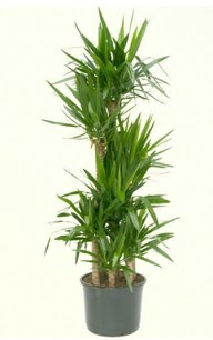 7 li yucca saks� bitkisi  Ankara �mitk�y �i�ek servisi , �i�ek�i adresleri 