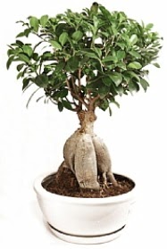 Bonsai japon a�ac� yaprak d�kmeyen  Ankara bat�kent �i�ek yolla 