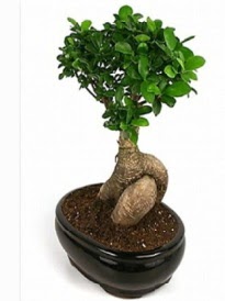 Bonsai saks� bitkisi japon a�ac�  Ankara laleg�l �i�ek sipari�i sitesi 