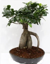 5 yanda japon aac bonsai bitkisi  Ankara karacakaya internetten iek sat 