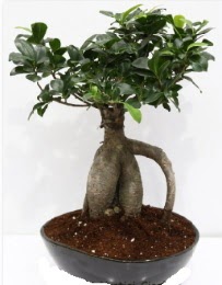 5 ya��nda japon a�ac� bonsai bitkisi  Ankara karacakaya internetten �i�ek sat��� 