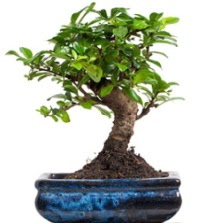 5 ya��nda japon a�ac� bonsai bitkisi  Ankara gimat �i�ek sat��� 