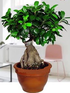 5 ya��nda japon a�ac� bonsai bitkisi  Ankara yenimahalle online �i�ek g�nderme sipari� 