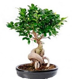 Bonsai Japon a�ac� saks� bitkisi  Ankara 14 �ubat sevgililer g�n� �i�ek 