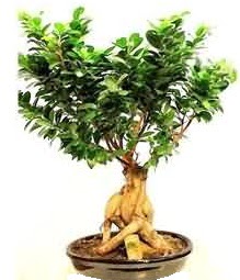 Bonsai Japon a�ac� saks� bitkisi  Ankara laleg�l �i�ek sipari�i sitesi 