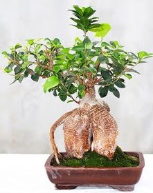 Japon aac bonsai saks bitkisi  Ankara demetevler ucuz iek gnder 