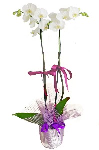 2 dall beyaz orkide sat  Ankara gimat iek sat 