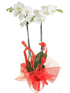 2 dall beyaz orkide bitkisi  Ankara uluslararas iek gnderme 