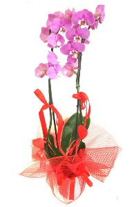 2 dall mor orkide bitkisi  Ankara gimat iek sat 
