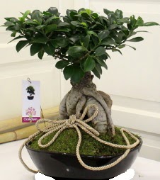 Japon a�ac� bonsai sat���  Ankara �mitk�y �i�ek servisi , �i�ek�i adresleri 