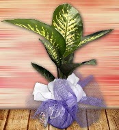 Orta boy Tropik saks bitkisi orta boy 65 cm  Ankara mitky iek servisi , ieki adresleri 