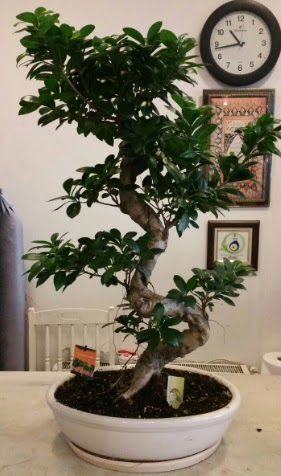 100 cm y�ksekli�inde dev bonsai japon a�ac�  Ankara yenimahalle �nternetten �i�ek sipari�i 