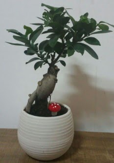 Bonsai japon a�ac� saks� �i�e�i  Ankara ostim �i�ek g�nderme sitemiz g�venlidir 
