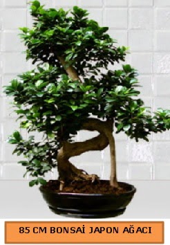 85 CM Japon a�ac� Bonsai saks� bitkisi  Ankara demetevler ucuz �i�ek g�nder 
