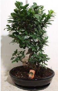 75 CM Ginseng bonsai Japon a�ac�  Ankara ivedik hediye �i�ek yolla 
