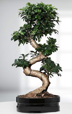 90 CM Japon A�ac� Bonsai saks� �i�e�i  Ankara kardelen g�venli kaliteli h�zl� �i�ek 