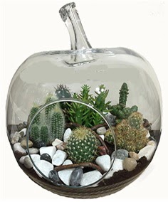 Terrarium tanzim elma camda 5 kakt�s  Ankara laleg�l �i�ek sipari�i sitesi 