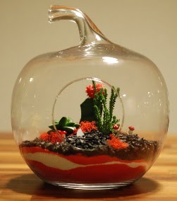 Elma Terrarium 3 kakt�s orta boy  Ankara 14 �ubat sevgililer g�n� �i�ek 