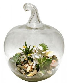 Orta boy elma terrarium 5 kakt�s  Ankara cicek , cicekci 