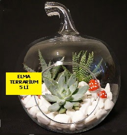 5 kakt�sl� Elma terrarium orta boy  Ankara yenimahalle online �i�ek g�nderme sipari� 
