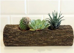 Ah�ap k�t�k 3 kakt�s terrarium  Ankara ivedik hediye �i�ek yolla 