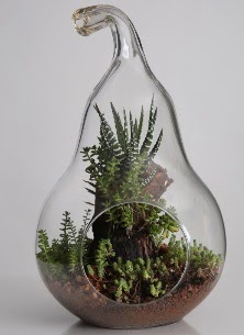 Armut cam k���k boy terrarium  Ankara �mitk�y �i�ek servisi , �i�ek�i adresleri 