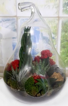 5 adet kakt�s orta boy armut terrarium  Ankara laleg�l �i�ek sipari�i sitesi 