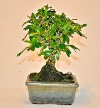 Zelco bonsai saks� bitkisi  Ankara �mitk�y �i�ek servisi , �i�ek�i adresleri 