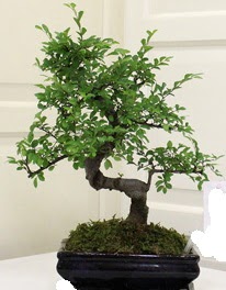 Bonsai saks� �i�e�i  Ankara 14 �ubat sevgililer g�n� �i�ek 