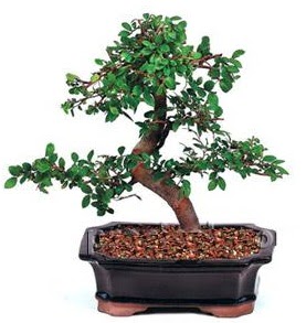thal bonsai japon aac  Ankara lalegl iek siparii sitesi 