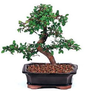 �thal bonsai japon a�ac�  Ankara laleg�l �i�ek sipari�i sitesi 