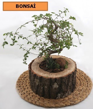 Do�al a�a� k�t�k i�erisinde bonsai bitkisi  Ankara ostim �i�ek g�nderme sitemiz g�venlidir 