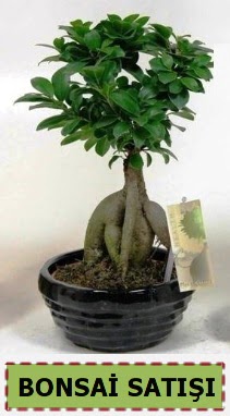 Bonsai japon a�ac� ginseng bonsai  Ankara hacettepe �i�ek ma�azas� , �i�ek�i adresleri 
