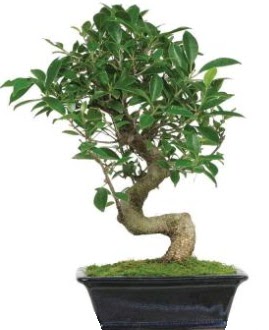 Bonsai saks� bitkisi japon a�ac�  Ankara varl�k mahallesi �i�ek sipari�i vermek 