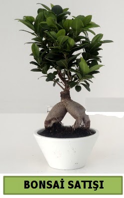 Bonsai japon a�ac� sat���  Ankara �mitk�y �i�ek servisi , �i�ek�i adresleri 