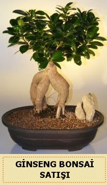 �thal Ginseng bonsai sat��� japon a�ac�  Ankara laleg�l �i�ek sipari�i sitesi 