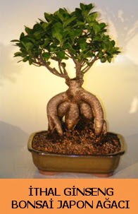 thal japon aac ginseng bonsai sat  Ankara yenimahalle nternetten iek siparii 