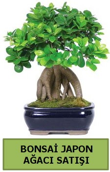 Bonsai japon a�ac� sat���  Ankara gimat �i�ek sat��� 