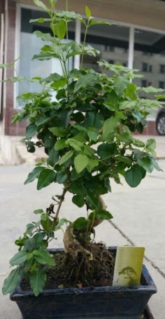 Bonsai japon a�ac� saks� bitkisi  Ankara varl�k mahallesi �i�ek sipari�i vermek 
