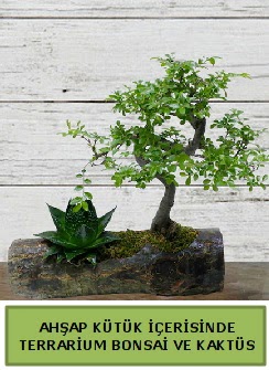 Ahap ktk bonsai kakts teraryum  Ankara entepe internetten iek siparii 