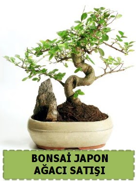 Bonsai japon  aac sat Minyatr thal  Ankara entepe internetten iek siparii 