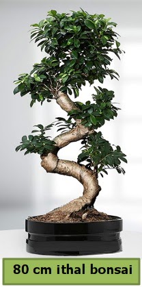80 cm �zel saks�da bonsai bitkisi  Ankara eryaman �i�ek�i telefonlar� 