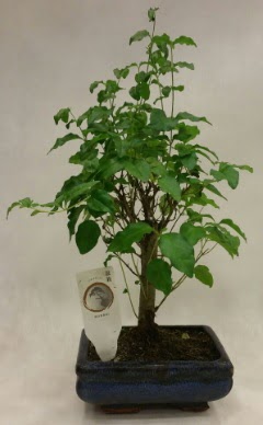 Minyatr bonsai japon aac sat  Ankara eryaman ieki telefonlar 