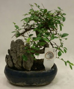 �thal 1.ci kalite bonsai japon a�ac�  Ankara gimat �i�ek sat��� 